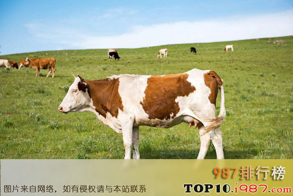十大世界肉牛品种之西门塔尔牛