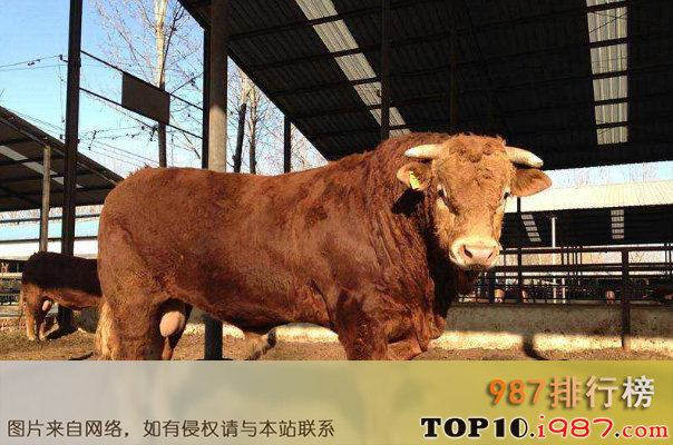 十大世界肉牛品种之利木赞牛