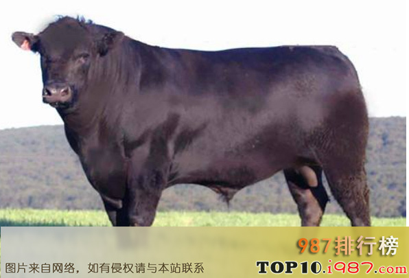 十大世界肉牛品种之安格斯牛