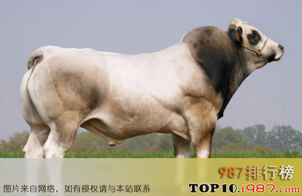 十大世界肉牛品种之皮埃蒙特牛