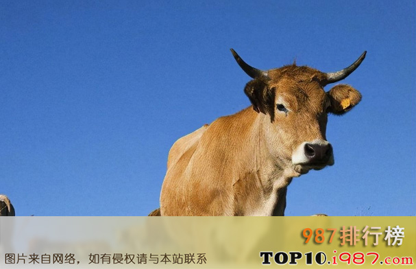 十大世界肉牛品种之奥布拉克牛