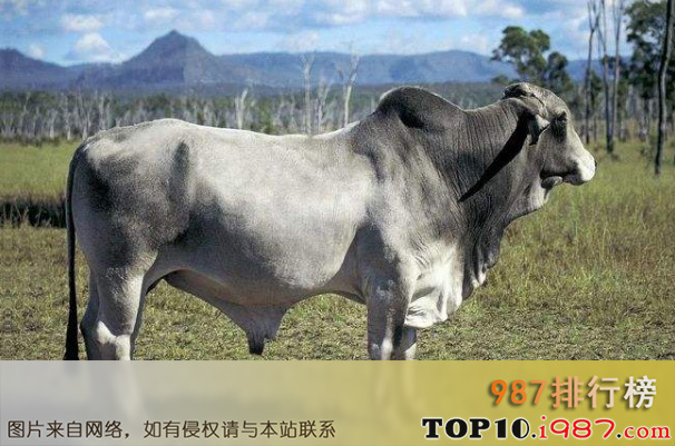 十大世界肉牛品种之婆罗门牛