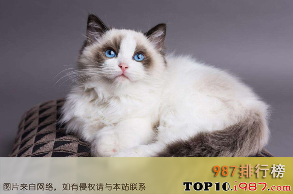 世界十大名猫之布偶猫