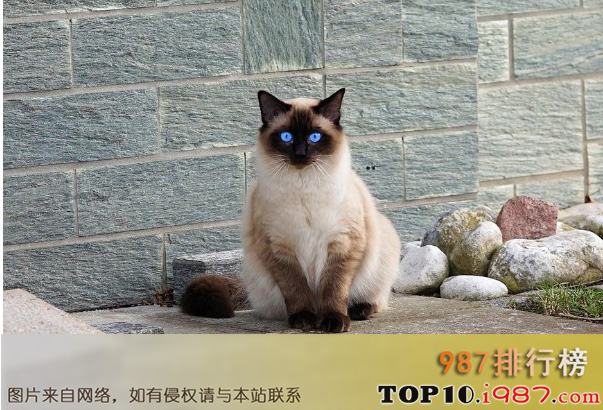十大世界名猫之暹罗猫
