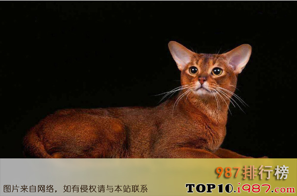 十大世界名猫之阿尔西比尼亚猫