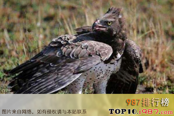 十大世界上最危险的鸟类之非洲冕雕