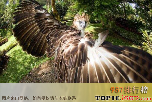 十大世界上最危险的鸟类之食猿雕
