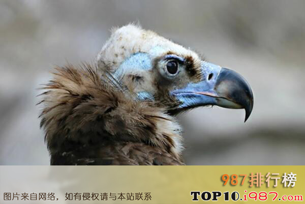 十大世界上最危险的鸟类之秃鹫