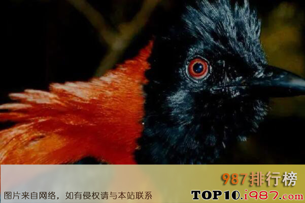 十大世界上最危险的鸟类之冠林鵙鹟