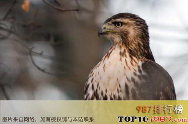 十大世界上最危险的鸟类之红尾鹰