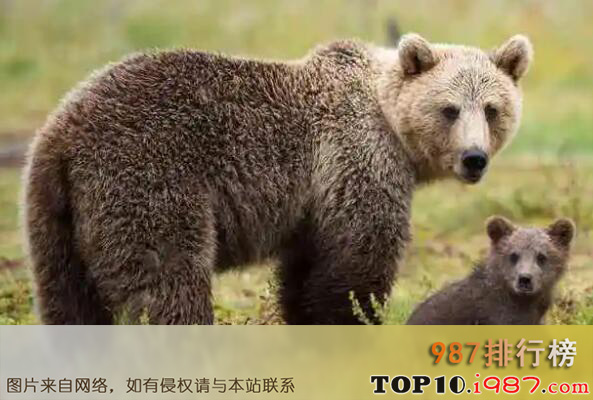 十大熊类战斗力之棕熊