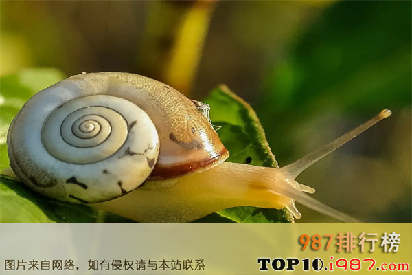 十大缓慢哺乳动物之蜗牛