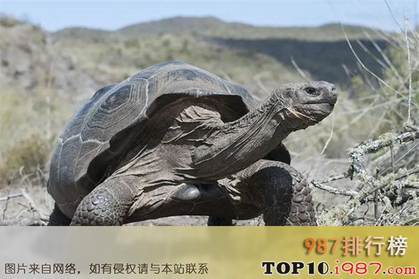 十大缓慢哺乳动物之加拉帕戈斯象龟