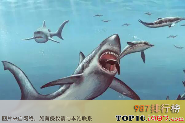 十大远古生物之巨齿鲨