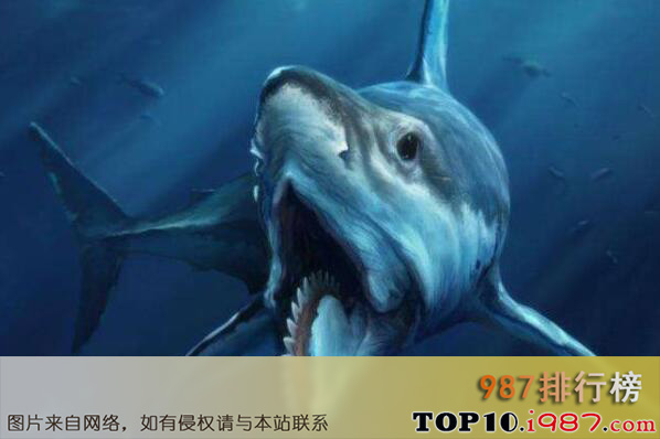 十大远古生物之旋齿鲨