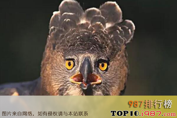 十大最凶猛的鹰之非洲冕雕
