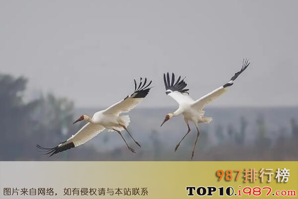 十大珍稀鸟类之白鹤