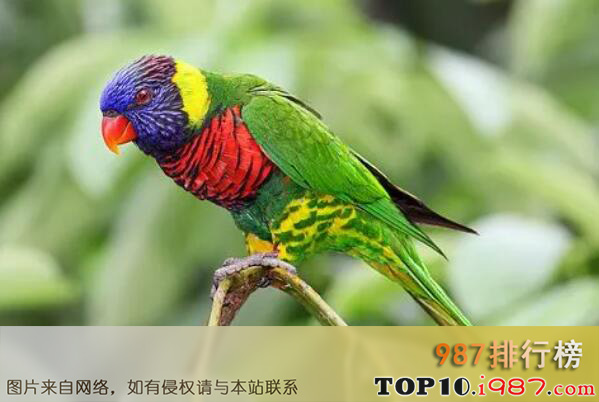 十大世界上最美的鸟之虹彩吸蜜鹦鹉