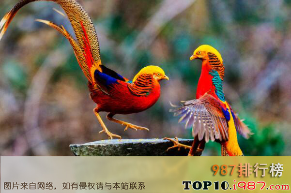 十大世界上最美的鸟之红腹锦鸡