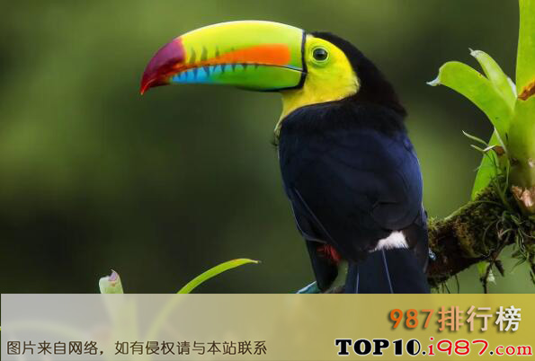十大世界上最美的鸟之彩虹巨嘴鸟
