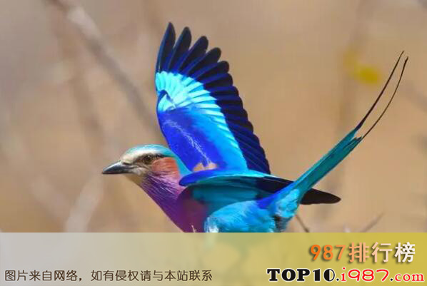 十大世界上最美的鸟之紫胸三宝鸟