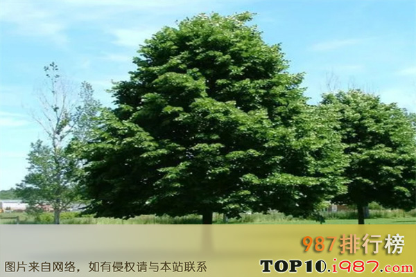 十大世界行道树之椴树