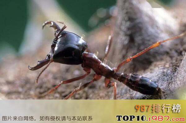 世界上最强的十大蚂蚁之行军蚁