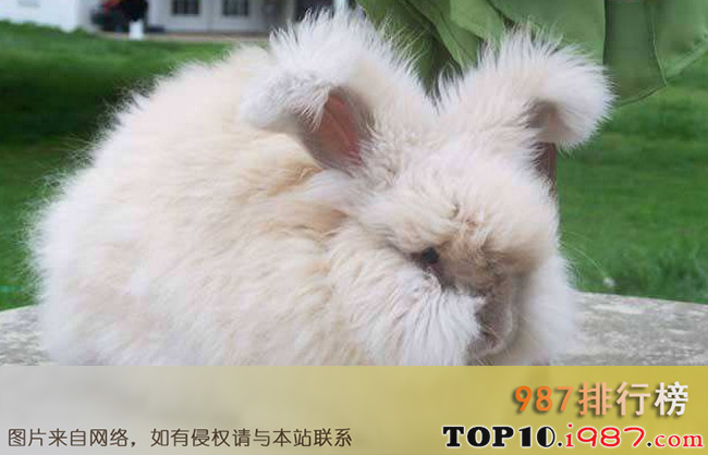 十大兔子品种名贵之安哥拉兔