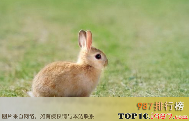 十大兔子品种名贵之荷兰侏儒兔