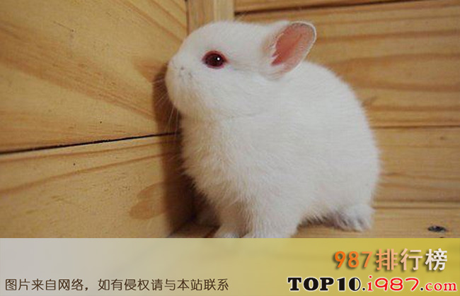 十大兔子品种名贵之波兰兔