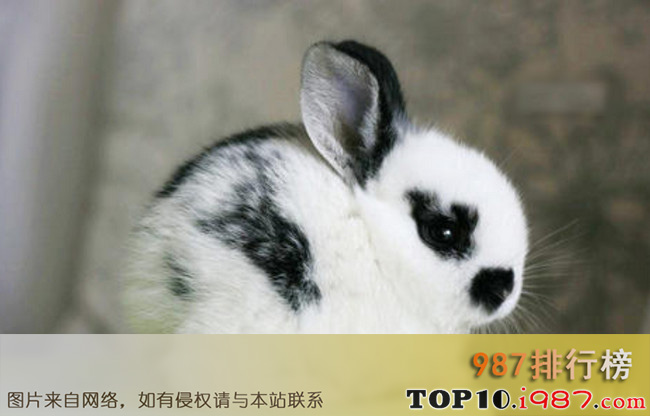 十大兔子品种名贵之熊猫兔