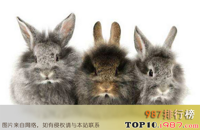 十大兔子品种名贵之多瓦夫兔