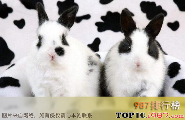 十大兔子品种名贵之斑点兔