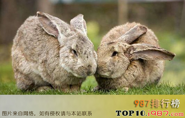 十大兔子品种名贵之巨型花明兔