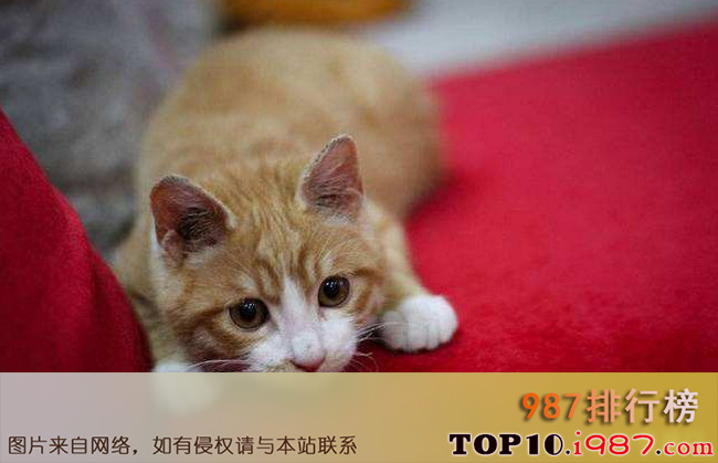 中国十大家猫品种大全之黄狸猫