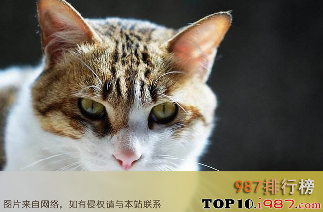 十大家猫品种大全之四川简州猫