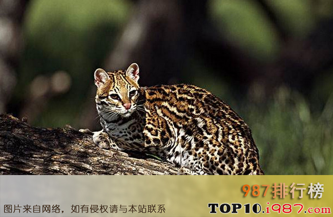 中国十大家猫品种大全之豹猫
