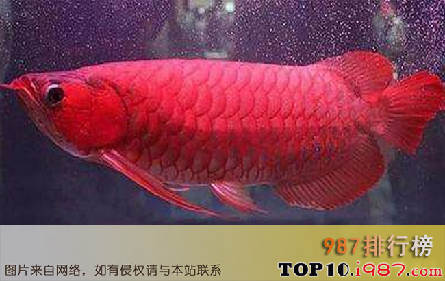 十大世界最贵观赏鱼之血红鱼 409万