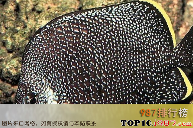 十大世界最贵观赏鱼之号角神仙鱼 1.7万