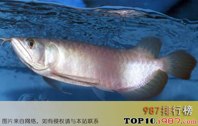 十大世界最贵观赏鱼之白金龙鱼 270万