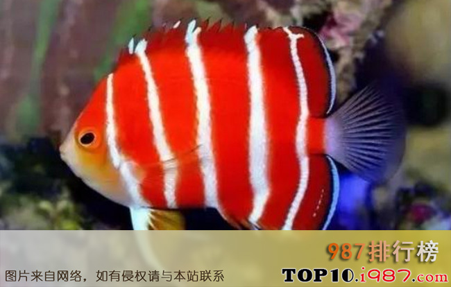 十大世界最贵观赏鱼之红薄荷神仙 8万