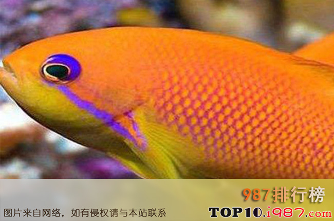十大世界最贵观赏鱼之黄金狐 5.4万