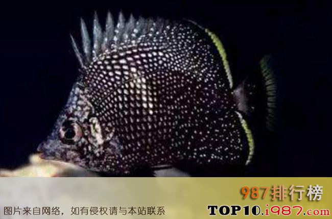 十大世界最贵观赏鱼之日本黑蝶 2万