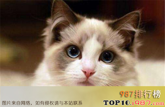 十大最可爱猫咪排行榜之布偶猫
