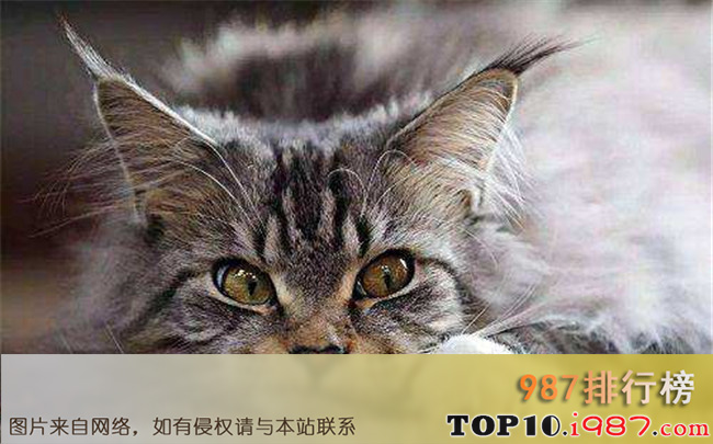 十大最可爱猫咪排行榜之缅因猫