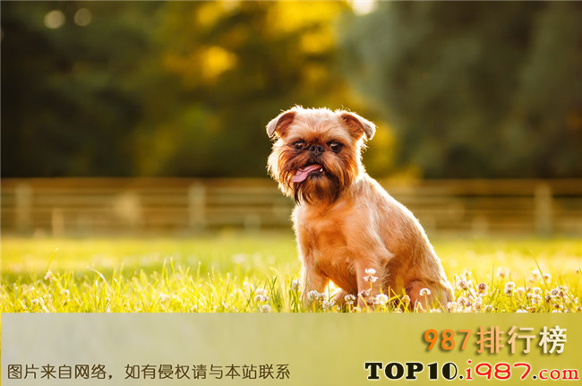 十大世界最搞笑的狗狗之布鲁塞尔粗毛猎犬