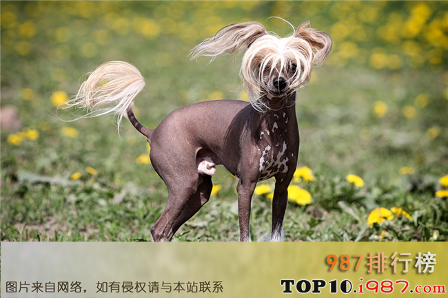 十大世界最搞笑的狗狗之中国冠毛犬