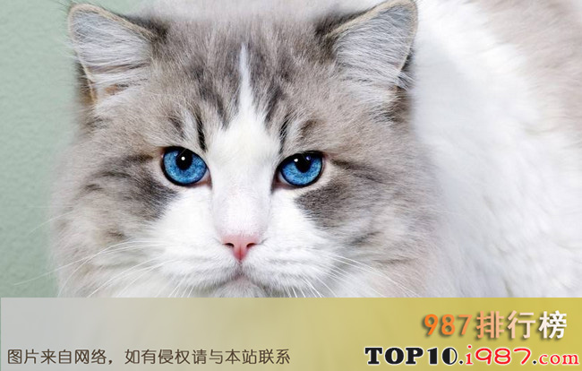 全球十大名贵猫排名榜之波斯猫