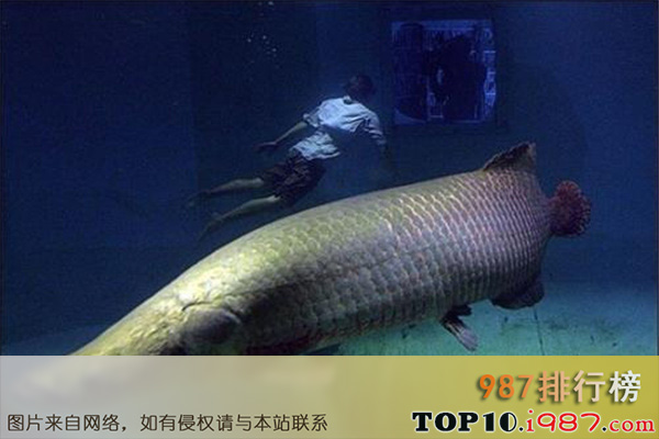十大亚马逊河恐怖生物之巨骨舌鱼