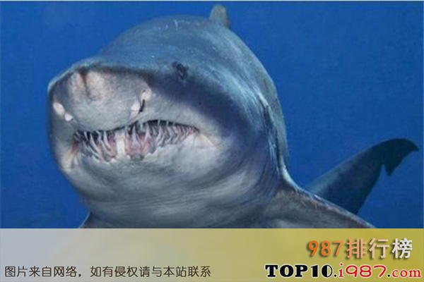 十大亚马逊河恐怖生物之公牛鲨